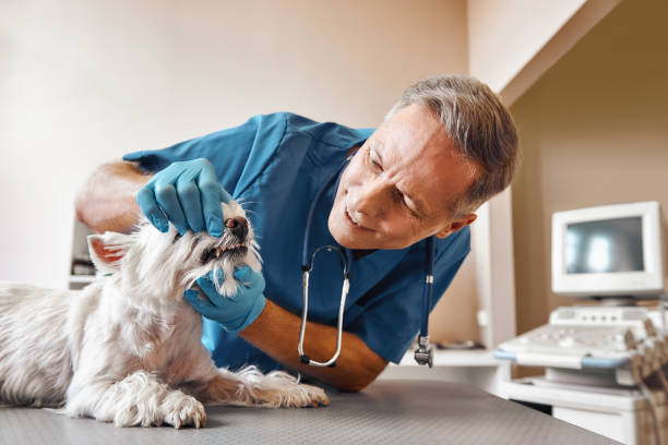 Best Emergency Dental Care for Broken or Chipped Teeth in Seward, NE
